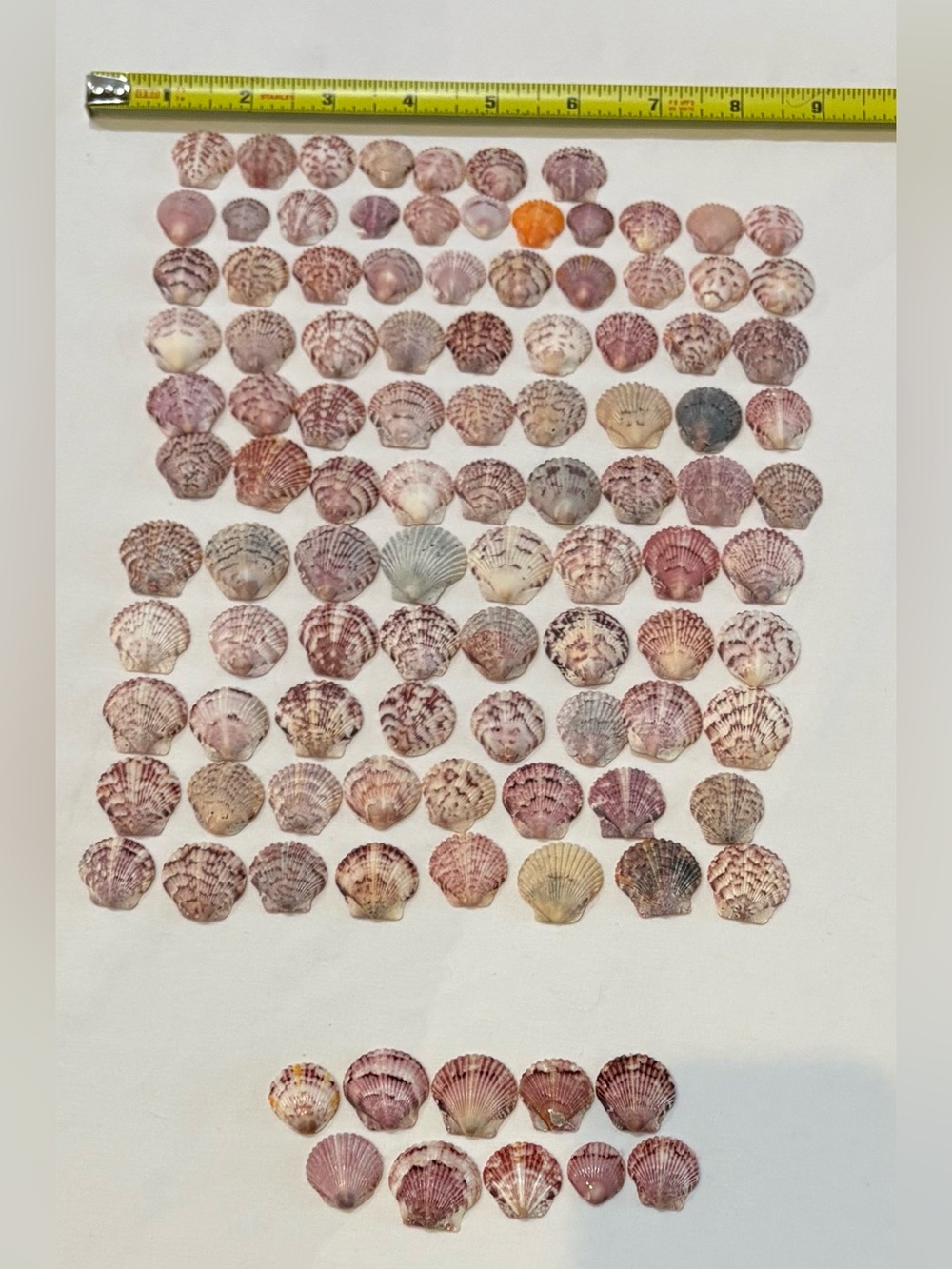 105 LOT SEA SHELLS SANIBEL FL. SCALLOP SMALLER MIX COLOR CRAFT COLLECT SCALLOPS